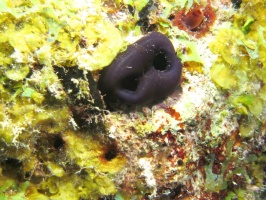 31 Reef Tunicate IMG 3933